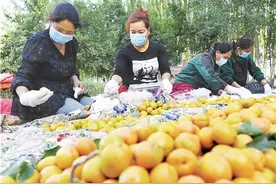 新疆南疆深耕特色林果产业 林果业“接二连三”释放叠加效益图片