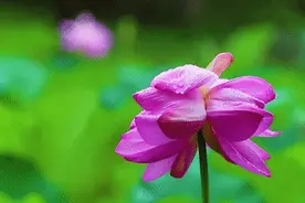 偷摘玄武湖并蒂莲游客否认违法：不就是一朵快败掉的花么图片