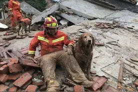 搜救犬退休后开始“拆家”！网友：要把这些年少拆的家补回来图片