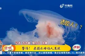 烟台：提醒！海边游泳要当心，警惕水母“咬人”，严重可致命