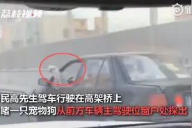 这是什么操作？司机开车时边撸狗边看书，后方司机：我都惊呆了图片