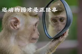 动物园哪能瞎逛，这可是正经事图片