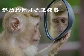 动物园哪能瞎逛，这可是正经事图片