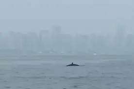50秒｜稀奇！青岛近海有鲸鱼出没 两次跃出海面 或为虎头鲸图片