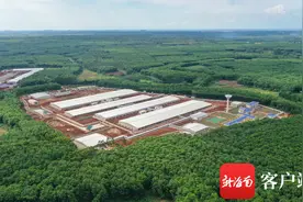 把猪“搬”上数字快车 海垦畜牧集团打好组合拳推进生猪产业转型升级图片