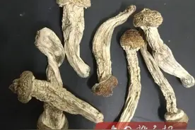 当心！这种“茶树菇”有毒，千万别碰图片