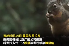 美国科罗拉多州一松鼠感染鼠疫 系当地今年首例视频封面