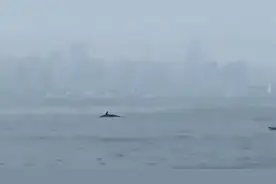 是真的！青岛第三海水浴场有鲸鱼出没！现场图来了图片