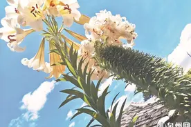罕见！一株百合 花开42朵图片