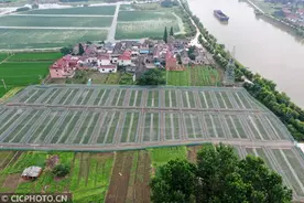 江苏泰州：夏日稻田养蛙忙图片