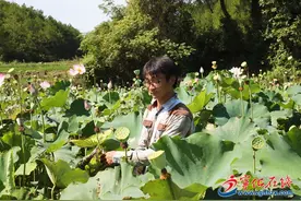 红土地上莲花香图片