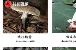 又到了组团去云南嗑蘑菇的时候？专家：打住，越迷人的越危险图片