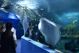 聊城海底世界【三年庆】邀您0元游海底！图片