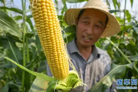 河北唐山：水果玉米收获忙图片