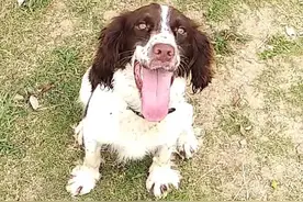 全流程揭秘：如何成为一只优秀的缉毒犬？图片
