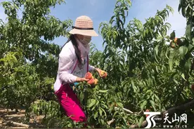 兵团第十二师104团桃子熟了图片
