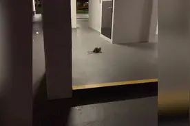 两只老鼠站起来像人一样互殴 一旁的猫咪被吓傻图片