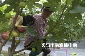 甜蜜来袭！义乌本地这种水果新宠可以摘了图片