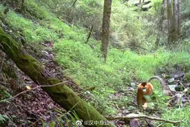 汉中 保护区内发现野生金丝猴“秦岭四宝”齐聚留坝图片
