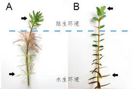 异形叶——研究植物环境适应性的“理想型”图片