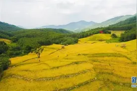 走向我们的小康生活丨黎苗山乡种养“老行当”擦亮“绿色牌”图片