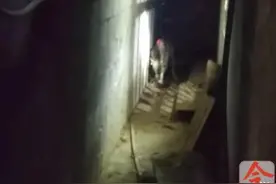 大狗凌晨闯入柳州一家鸡舍，咬死六鸡咬伤一鸭，惊动特警图片