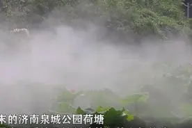 果然视频｜济南这个公园避暑最好，人造梦境云雾缭绕凉快湿润视频封面