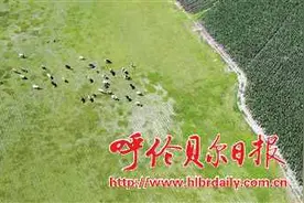 草原牧歌图片