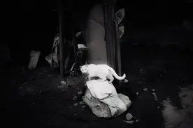 摄影师｜张羽：跟着流浪猫走进沉默如谜的城市图片