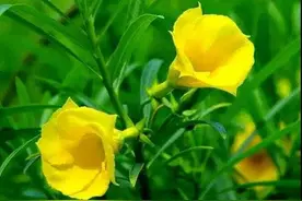 跳舞的鱼儿｜花草集（一）图片