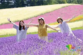 日本北海道薰衣草盛放 游客漫步花海图片