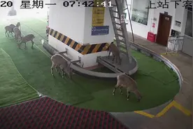岩羊“组团”现身索道下客处要干嘛？达古冰川景区的监控“拍了拍你”图片
