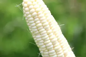 94秒丨玉米像香蕉一样扒皮即食，一根7元还不愁卖！德州小伙返乡带村民共致富图片