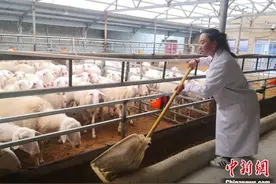 甘肃残疾“藏家女”当“牛羊倌”引乡邻致富图片