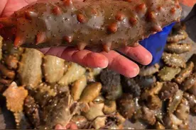 海参加工有啥要求？如何鉴别海参优劣？图片
