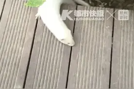 这是啥？全身发白，还会游泳！昨天杭州某小区出现一位“稀客”，专家说它是家养的宠物图片