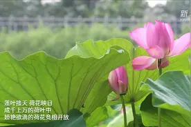 河北邢台：一池荷花开 小村迎客来视频封面