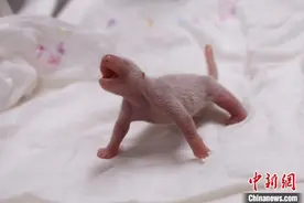 旅韩大熊猫诞下幼崽图片