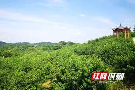 北塔区李子塘村：“丰收季”志愿服务助力乡村振兴图片