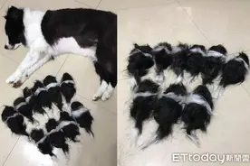 边境牧羊犬剃完毛“生出11只宝宝”！网笑翻：认养一只谢谢图片