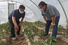 南疆深度贫困村第一书记：抓党建促脱贫 兴产业富村民图片