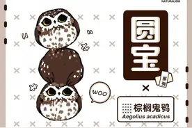 这是什么“鬼”，长这么可爱？图片
