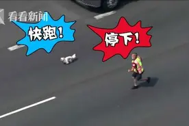 美国两车相撞宠物狗逃窜 高速上演“人狗追逐大战”图片