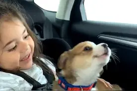 柯基犬与三岁小主人“合唱”歌曲图片