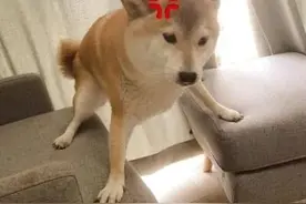 疫情期间窝藏逃犯，3人被批准逮捕图片