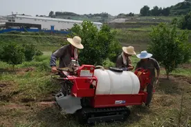 山坡上开进拖拉机，种地不用再“肩挑背磨”图片