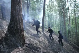 威现场丨骑警原始林区寻找雷击木图片