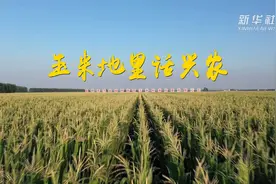 跟着总书记的考察足迹｜玉米地里话兴农视频封面