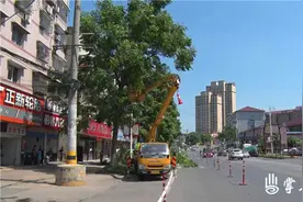树木“搬家”为伏波大道提质改造让行图片