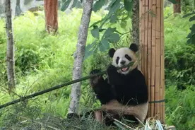 好玩！四川启动云端大熊猫文化旅游周，向全球发布4条主题线路！图片